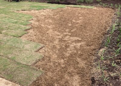 New Zoysia Sod