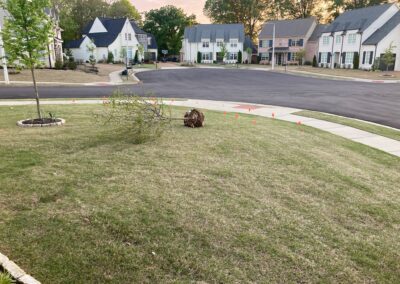 New tree planting