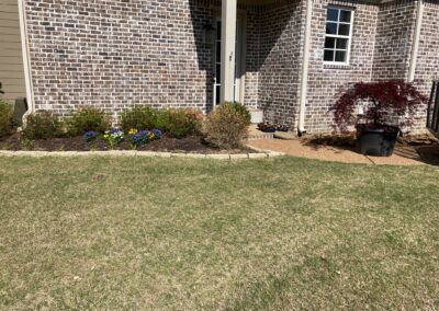 New Japanese Maple tree and seasonal flowers